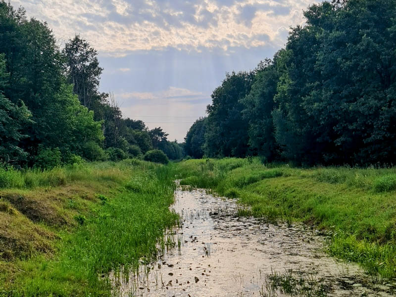 Kampinoski Park Narodowy - dom pszczoły kampinoskiej