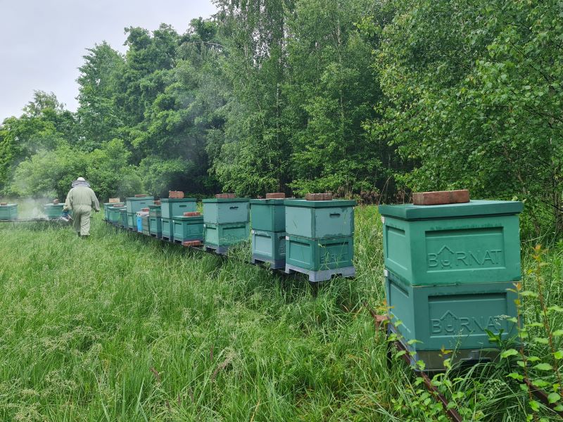 Widok pasieki z Pszczołą Kampinoską - Pszczela Symfonia